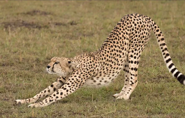 Cats, gymnastics, Cheetah, predator, cats, big cat, gymnastic, Cheetah