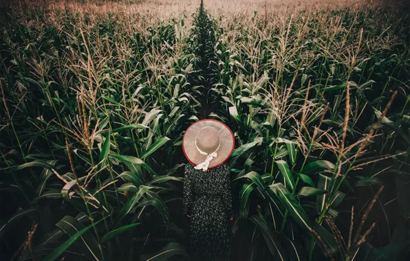 Field, leaves, girl, back, hat, corn, dress, walk