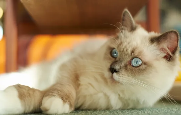 Cat, cat, pose, legs, lies, blue eyes, face, bokeh