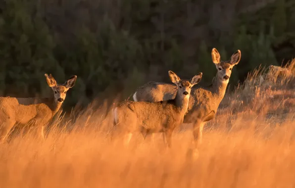 Trio, faces, deer