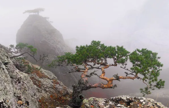 Summer, trees, fog, rock, Crimea