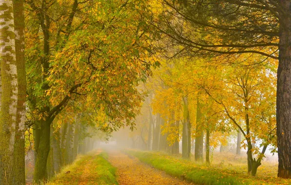 Picture autumn, trees, dried channel