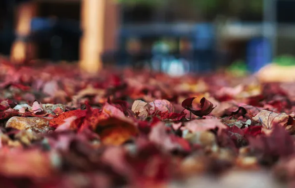 Autumn, leaves, foliage, blur, bokeh, autumn leaves