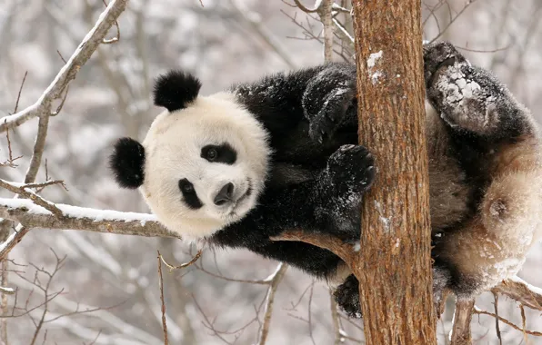 Winter, snow, Panda, bear