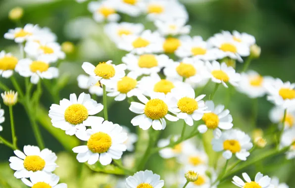 Picture flowers, yellow, chamomile, nature, flowers