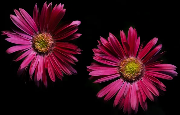 Flowers, nature, background