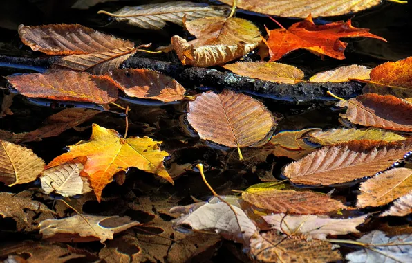 Autumn, leaves, water, stream, branch