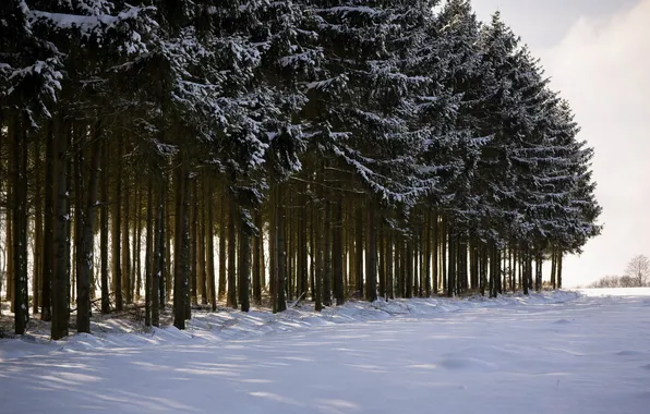 Picture winter, trees, landscape