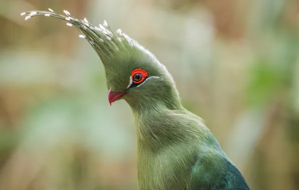 Nature, bird, Turaco