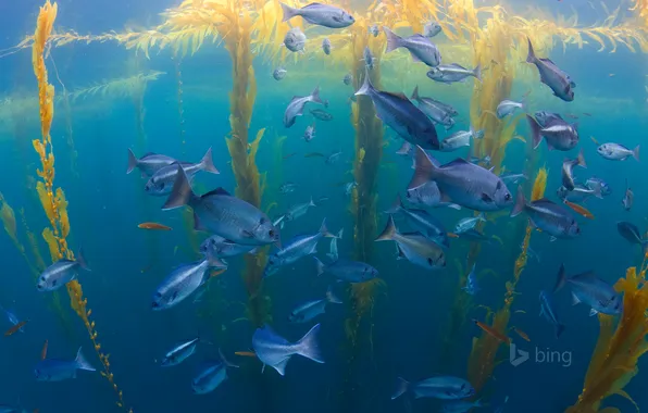 Picture sea, the ocean, fish, CA, USA, San Diego, kelp