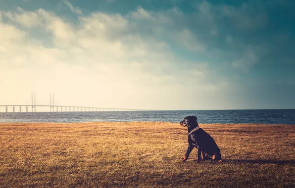 Picture the sky, grass, clouds, bridge, lake, dog
