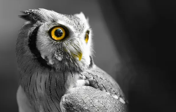 Eyes, owl, bird, feathers, beak