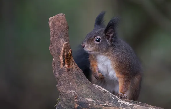 Pose, background, stump, portrait, protein, bitches