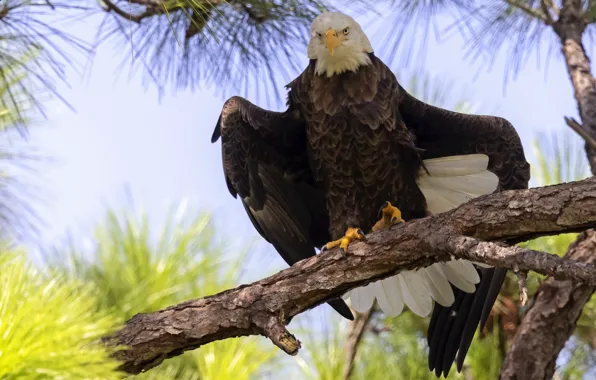 Branches, bird, eagle, wings, pine, bald eagle