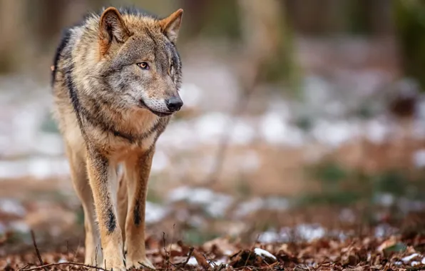 Picture animals, wildlife, mammals, fallen leaves, one animal, brown wolf