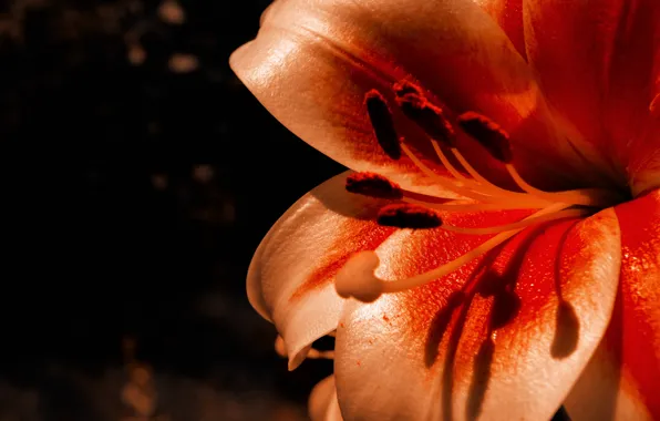 Picture flowers, Lily, flower