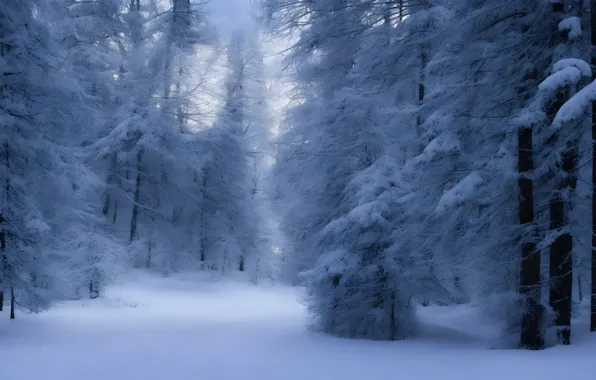 Winter, frost, forest, snow, trees, nature, winter, ate