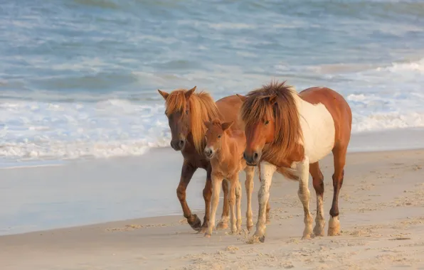 Sand, sea, wave, beach, shore, horses, horse, family