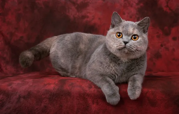 Cat, cat, look, pose, kitty, grey, legs, muzzle