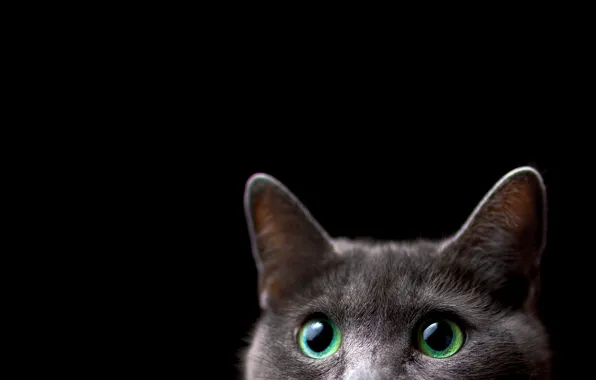 Picture cat, look, background
