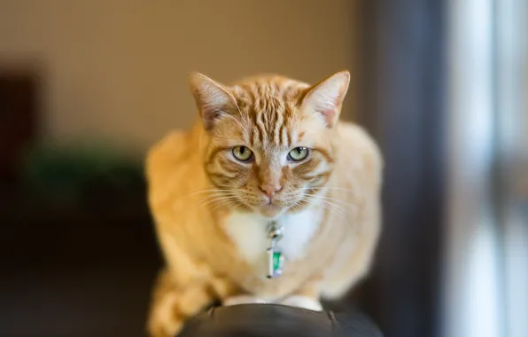 Picture cat, look, muzzle, red, bokeh