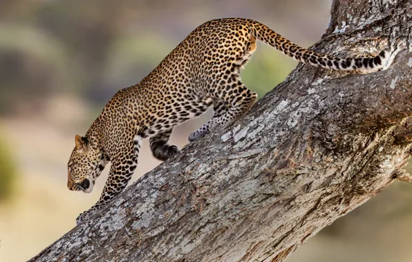 Tree, predator, leopard, wild cat