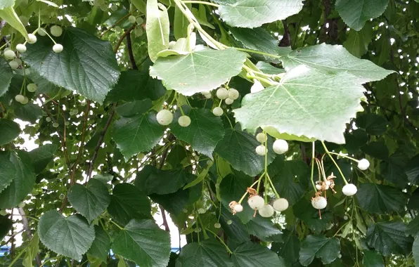 Picture greens, summer, leaves, ovaries, branch of Linden