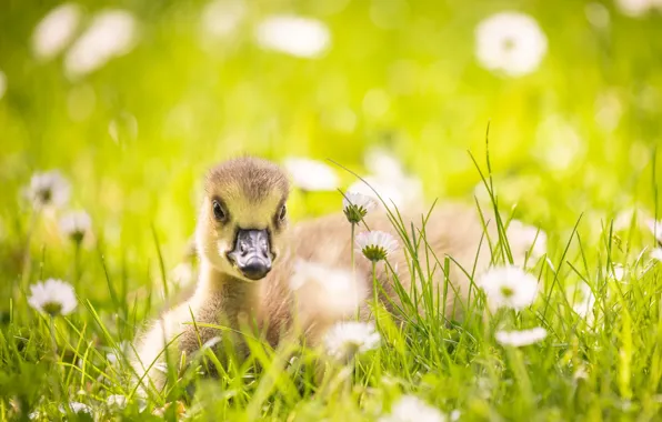 Summer, nature, Little goose