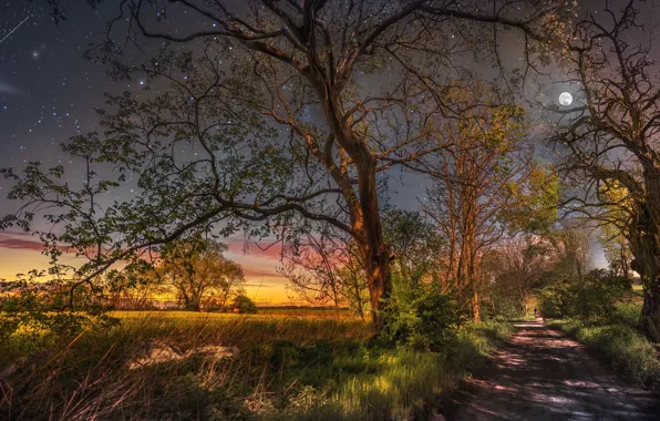 Trees, the moon, starry sky