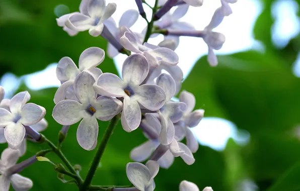 Picture macro, flowers, may, serene