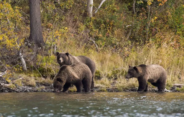 Autumn, forest, nature, shore, bear, bears, walk, bears