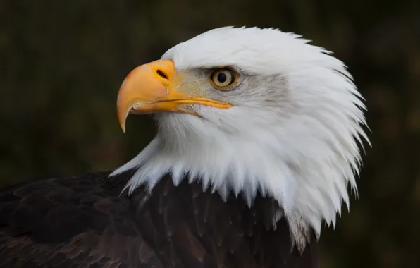 Nature, bird, eagle