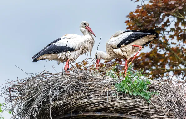 Birds, socket, storks