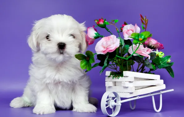 Picture flowers, cute, puppy