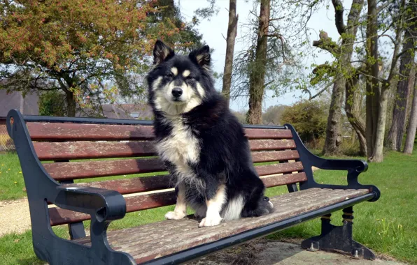 Each, dog, bench