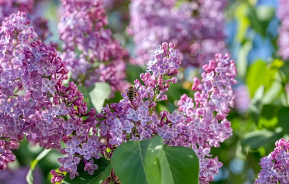 Branches, nature, bee, spring, flowering, lilac, bokeh