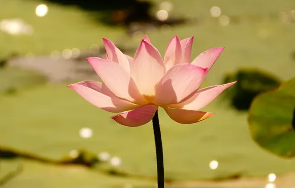 Picture drops, light, flowers, nature, glare, background, petals, Lotus