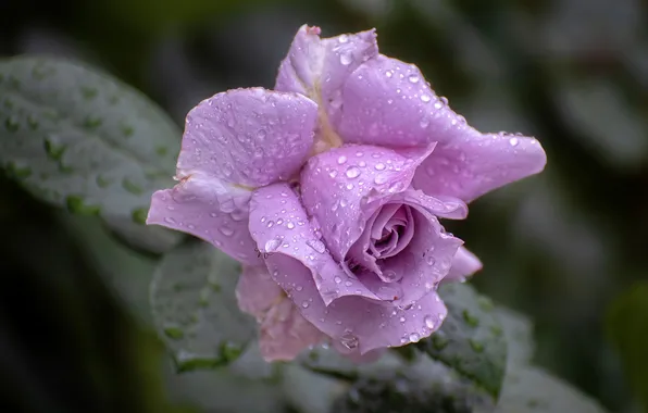 Flower, drops, macro, rose, Bud, lilac