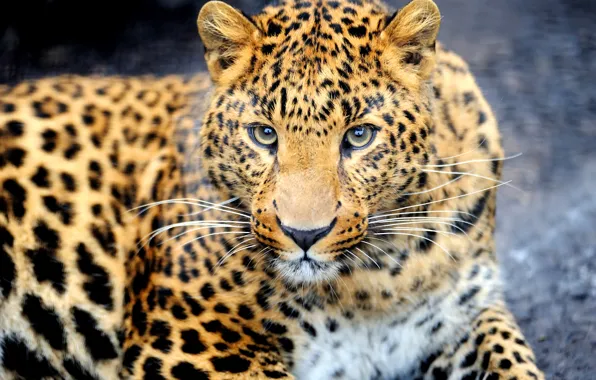 Picture look, face, animal, predator, leopard, color