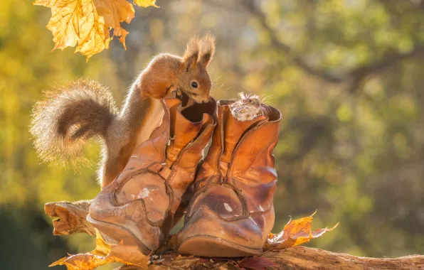 Picture autumn, animals, leaves, shoes, mouse, protein, rodents