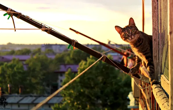 Cat, cat, Animals, Pyatkov_Denis