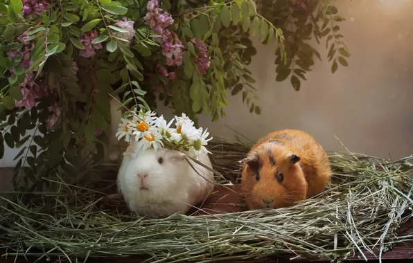 Animals, summer, flowers, composition, acacia, rodents, Guinea pigs