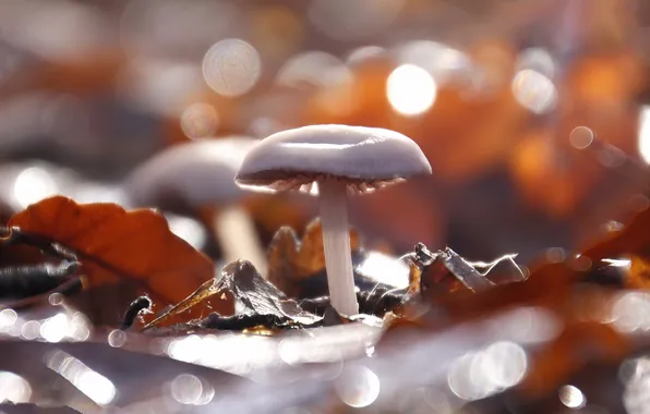 Nature, background, mushrooms