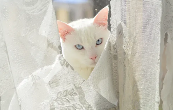 Eyes, cat, look, pussy, curtains, Kote
