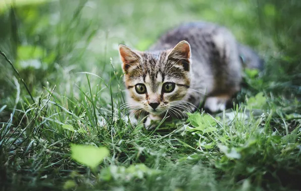 Picture greens, grass, kitty