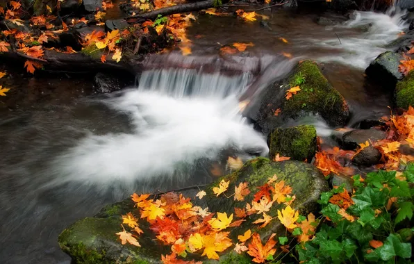Autumn, water, nature, foliage, stream