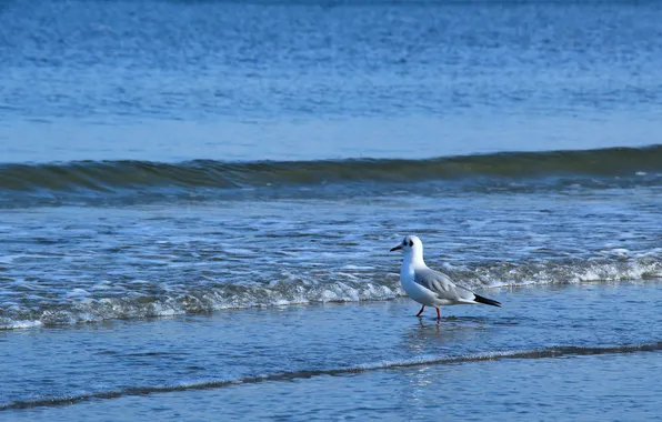 Bird, water, seagull