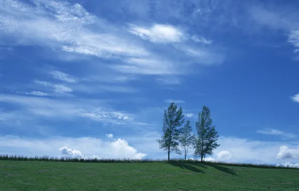 Picture the sky, grass, trees
