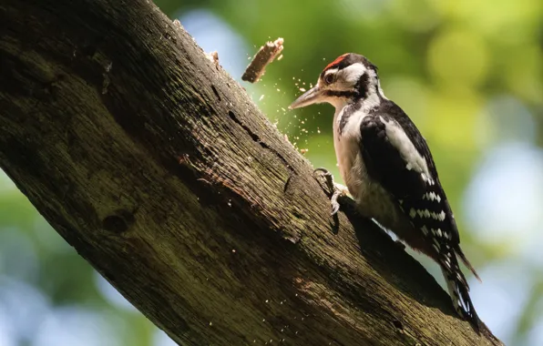 Tree, trunk, bark, chips, Woodpecker, hammering