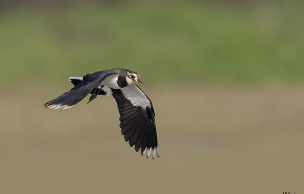 Nature, background, bird, flies, DUELL ©